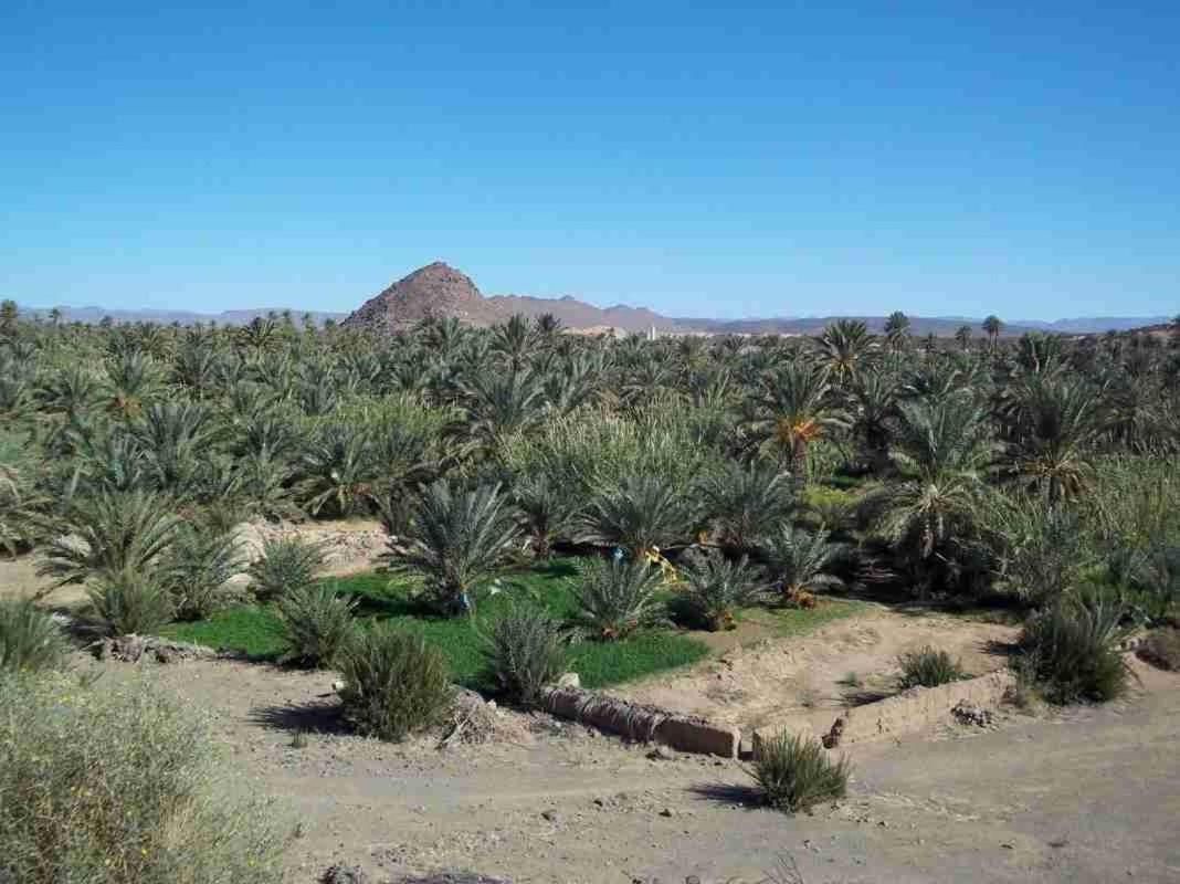 Auberge L'Oasis Foum Zguid Luaran gambar